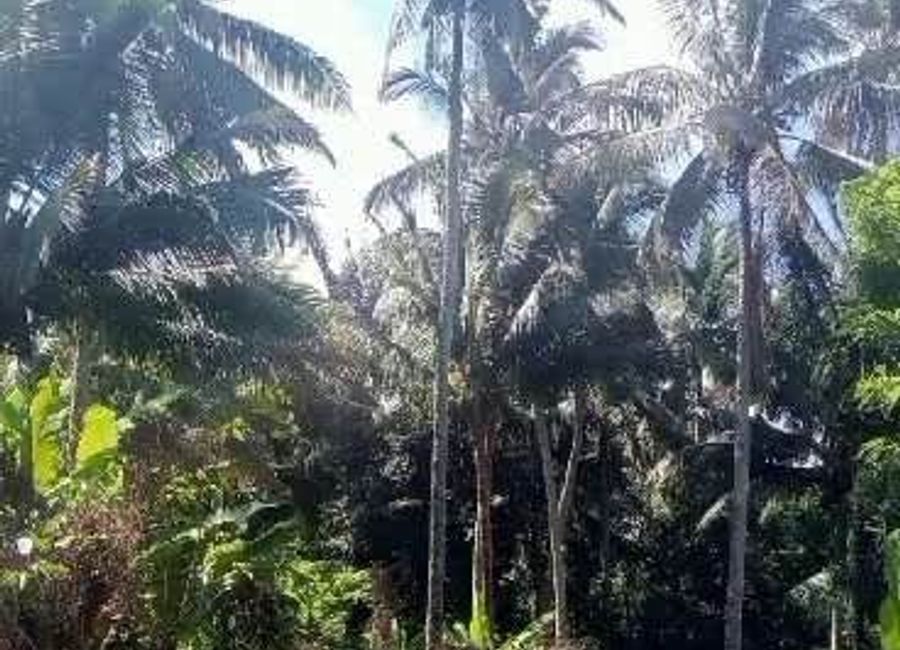 Kaytitinga-Magallanes Road, Purok 1, Kaytitinga I, Alfonso, Cavite image 3