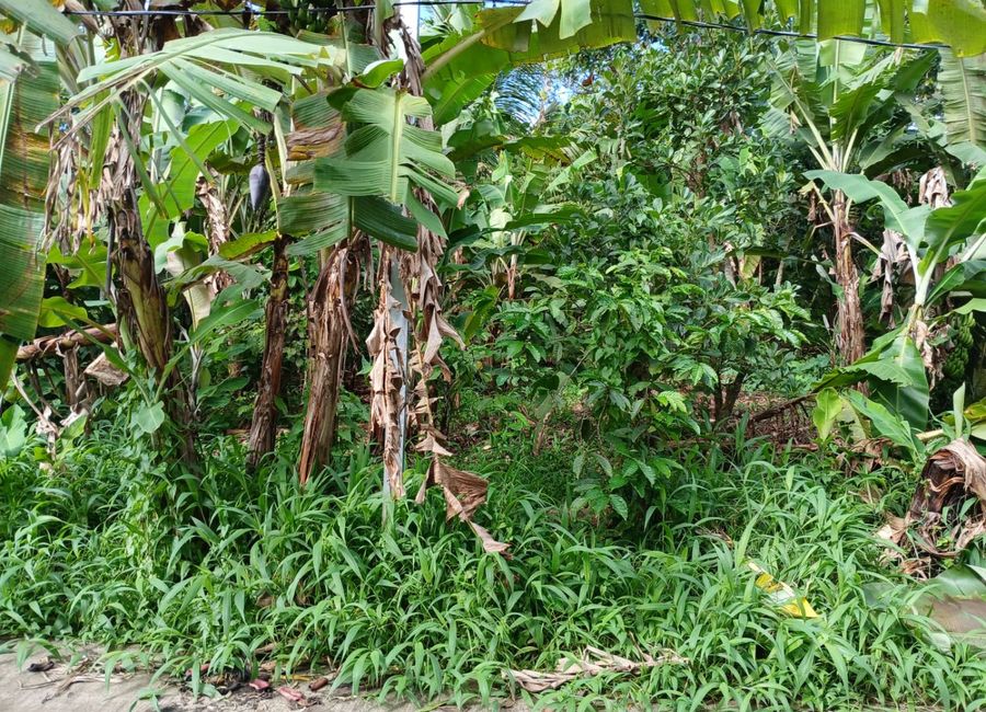 Panungyan Road, Asis I, Panungyan II, Mendez, Cavite image 3