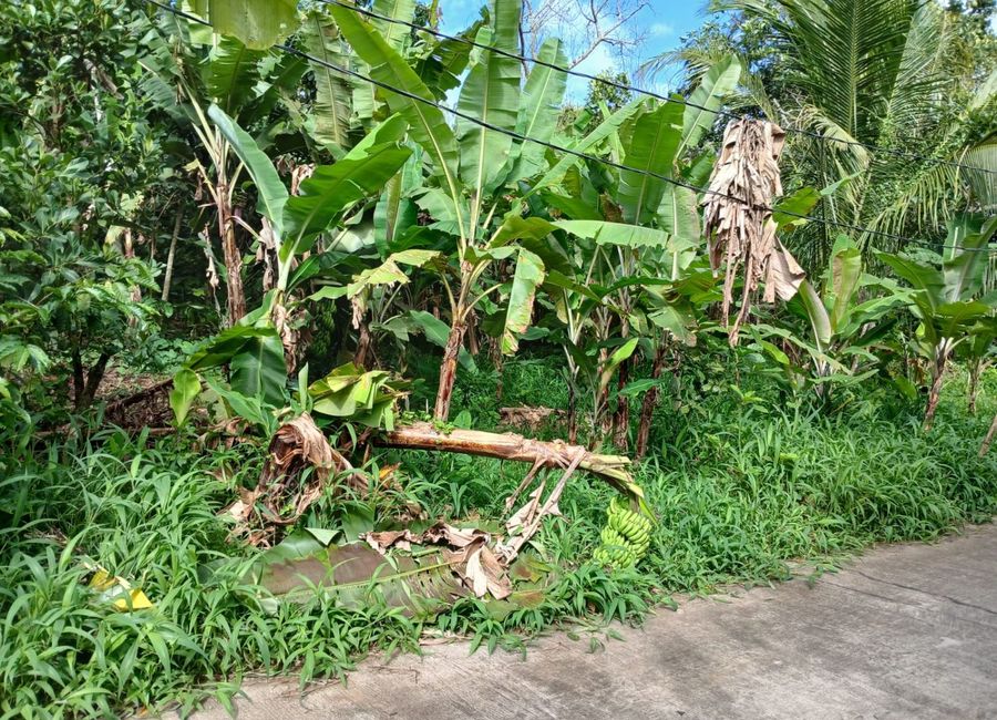 Panungyan Road, Asis I, Panungyan II, Mendez, Cavite image 2