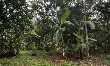 Small Farm - Residential Lot in Alfonso Cavite, Near Tagaytay with fruit bearing trees