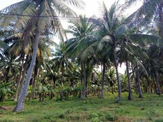 Rawland for Sale in Barrio Guis-Guis, Sariaya, Quezon Province