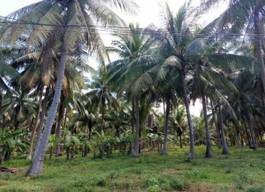 Guisguis-San Roque, Sariaya, 2nd District, Quezon