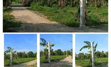 Farm Lot in Candelaria Quezon