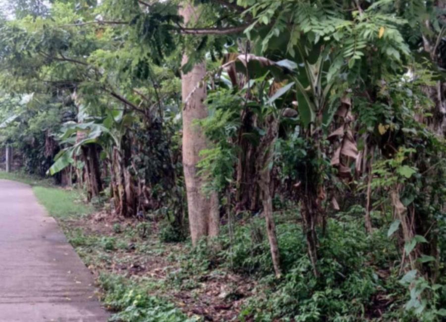 Bugtong na Pulo Interchange Access Road, Bulacnin, Lipa, Batangas image 3