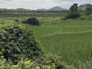 FOR SALE: 2.8 Hectares Prime Agricultural Land in Lomangog, Ubay, Bohol I BOHOLANA REALTY