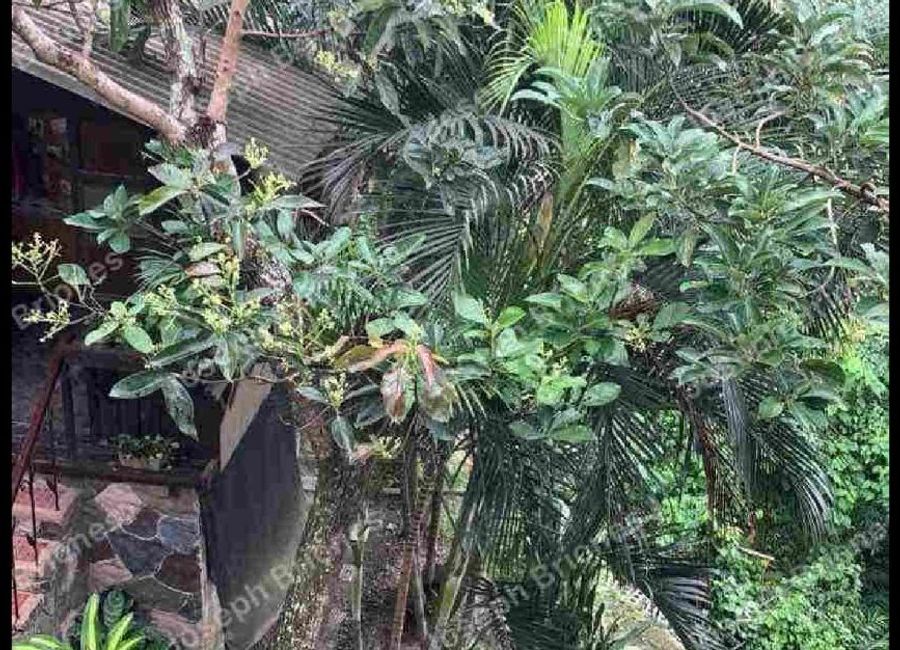 Payapa Ibaba, Lemery, Batangas image 3