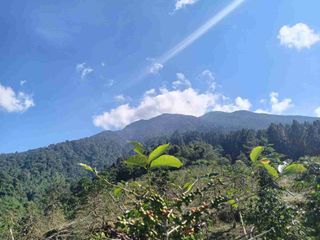 di jual lahan perkebunan di kaki gunung salak bocimi sukabumi