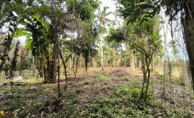 Farm lot in Lipa City With Very Good and Cold Climate