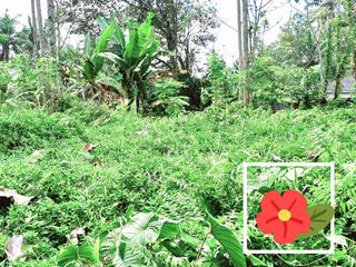 peluang emas tanah strategis 20 menit dari ubud kota .link vila