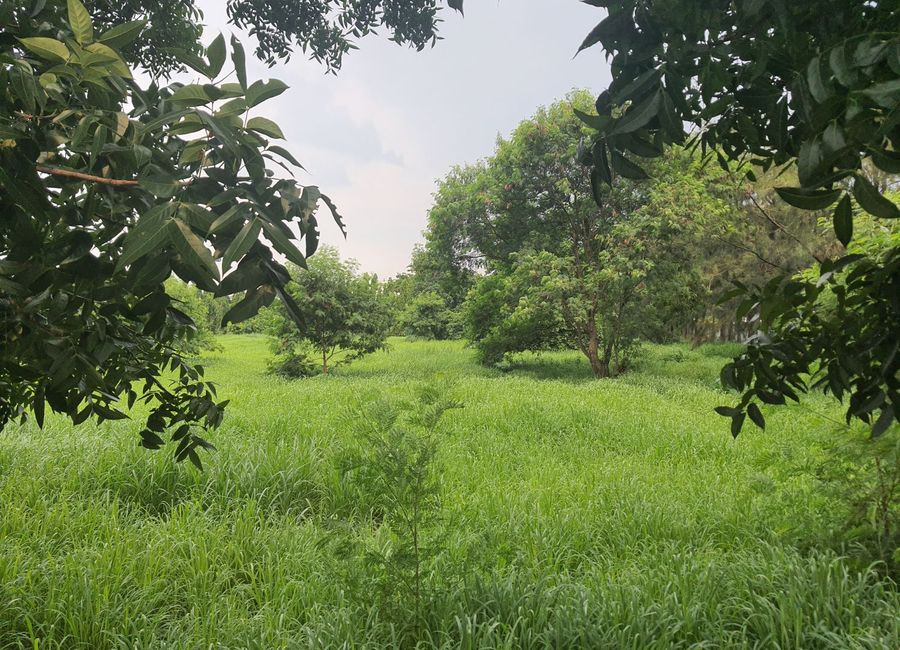 Milagrosa, Calamba, Laguna