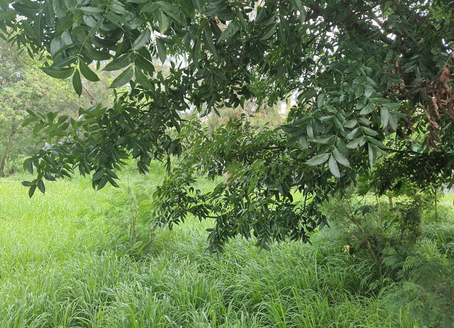 Milagrosa, Calamba, Laguna image 2