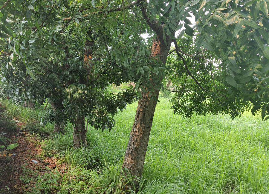 Milagrosa, Calamba, Laguna image 3