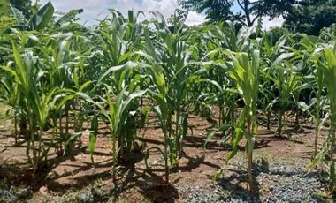 Farm lot for sale near Tagaytaty