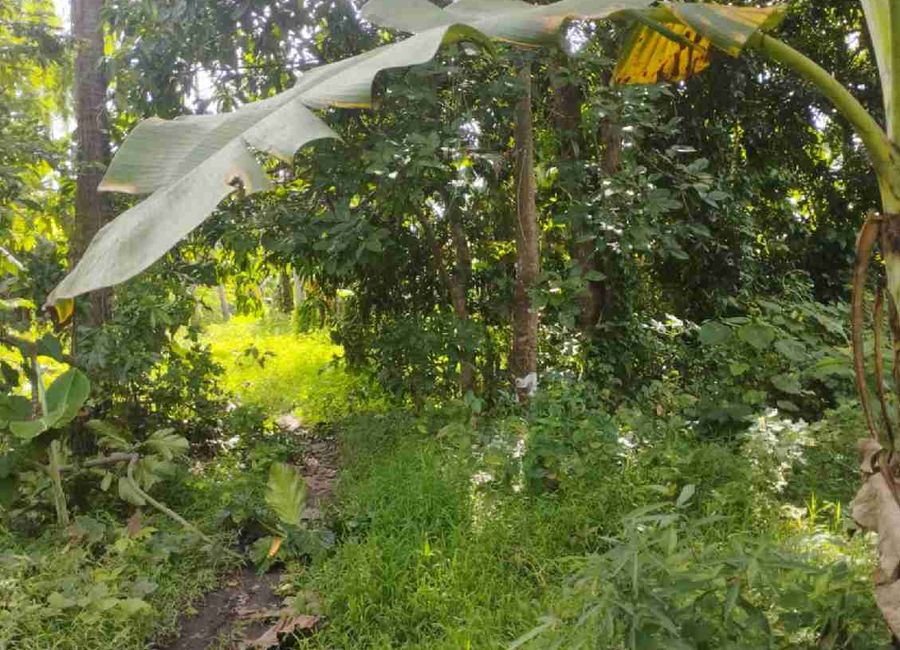 Callejon, San Antonio, 2nd District, Quezon image 3