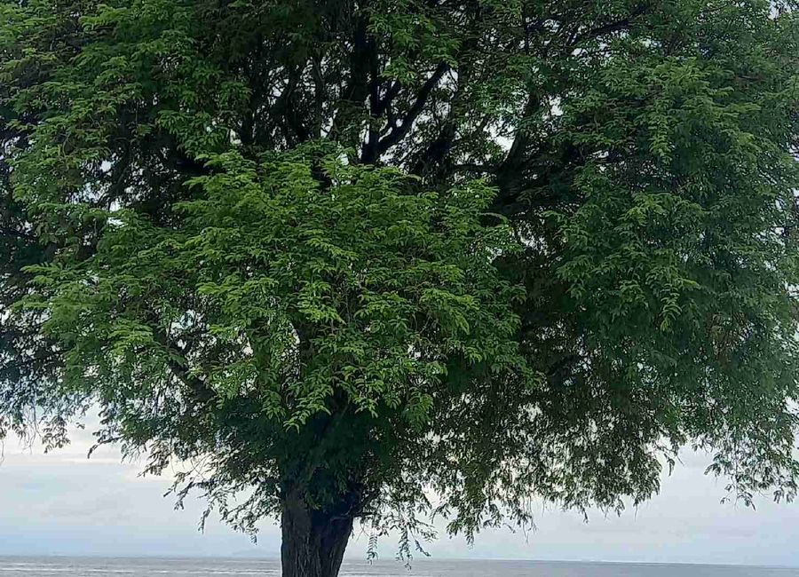Laiya-Ibabao, San Juan, Batangas image 3