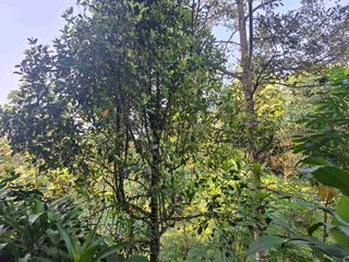 KEBUN CENGKEH MURAH