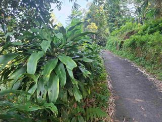 KEBUN CENGKEH  MURAH