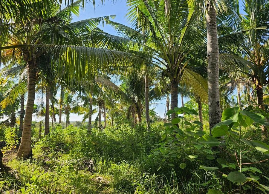 Bohol lot for sale with coconut trees in Pitogo Island/President Carlos ...