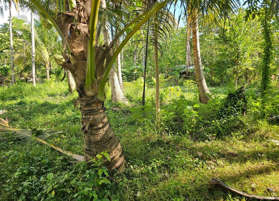 Bohol lot for sale with coconut trees in Pitogo Island/President Carlos ...