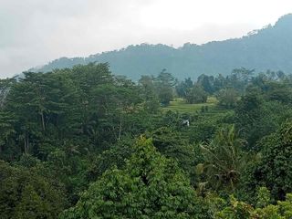 Tanah Sidemen jungle Riceview