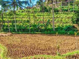 sawah subur cijambu tanjungsari 90 tumbak