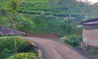 Tanah Kebun Teh & Cengkeh, Pinggir Jalan Mobil, Omzet Puluhan Juta, Darangdan, Purwakarta.
