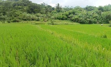 Sawah Pinggir Jln Mobil, Luas 2 Ha, Samping Kali Besar. Darangdan, Purwakarta.