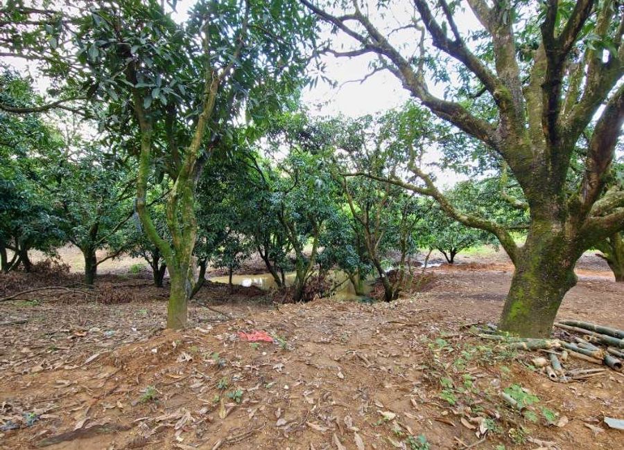 San Ysiro Valley, San Ysiro, Antipolo, Rizal image 3