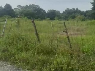 With 2 title - 31 hectares in Cuyapo, Nueva Ecija, P500/sqm
