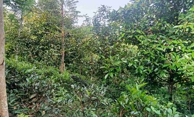 Kebun Manggis 200 Phn, Cengkeh, Teh, Luas 1 Ha, Bojong, Purwakarta.