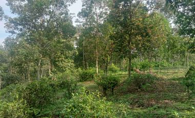 Tanah Kebun, Luas 5600 m, Udara Sejuk, Bojong, Purwakarta.