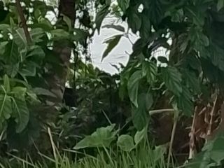 Disewakan tanah los pantai di tabanan bali pinggir jalan utama denpasar gilimanuk