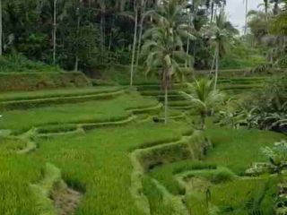 land with amazing rice terrace view in tegalalang