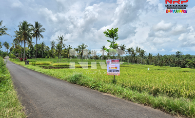 DiJUAL Tanah Sawah Terasiring di Jelun -  Glagah Banyuwangi