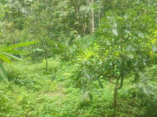 Dijual Kebun Alpukat di Bondowoso