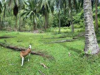 1000 sqm Lot For Sale Plya Laiya San Juan Batangas