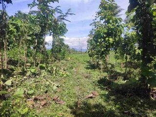 Dijual Kebun 1,9ha di Bondowoso