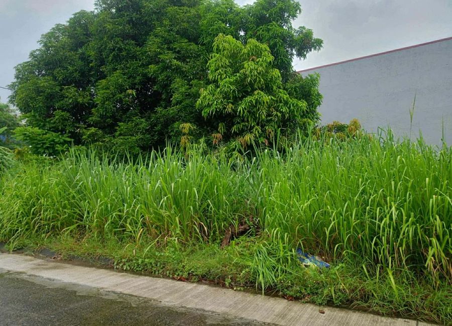 Daniel Street, MetroGate Sta. Rosa, Macabling, Santa Rosa, Laguna image 2