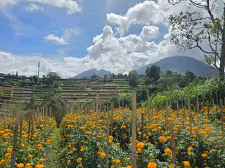 Dijual tanah murah view istimewa gunung lembah dan perkotaan di bedugul bali