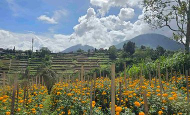 Dijual tanah murah view istimewa gunung lembah dan perkotaan di bedugul bali