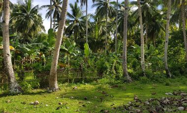 LOT FOR SALE IN ANDA WITH A CLEAN TITLE