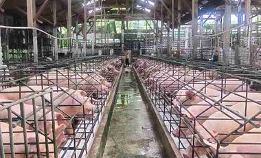 PETERNAKAN BABI PRODUKTIF
