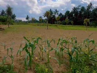 tanah murah ZONA KUNING.di pajeng ubud