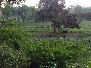 DIJUAL CEPAT TANAH CANTIK DAN MENARIK DAERAH ROMBOKEN, HARGA SANGAT MURAH