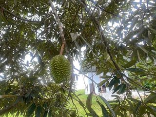 jual kebun durian premium view sawah terasering dan gunung cantik harga murah di tabanan bali.