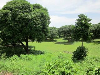 FOR SALE Prime Mango Farm – Calatagan, Batangas LSS
