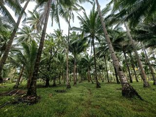 1 Hectare Agricultural Lot in Rizal Palawan