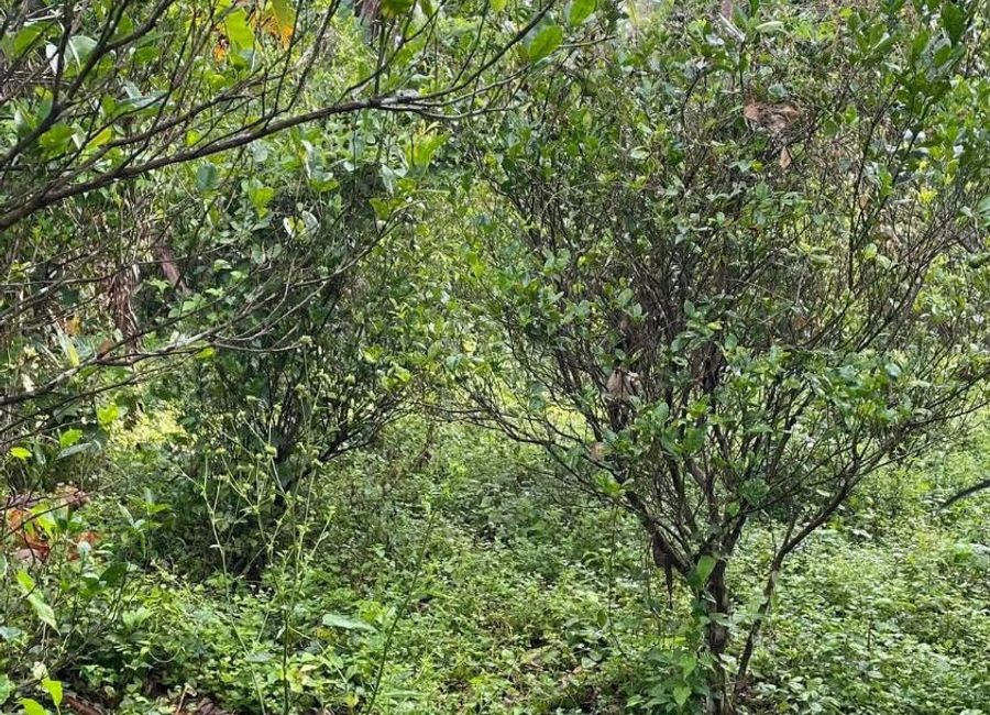 Mulanay, Quezon image 3