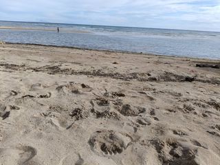 2,779sqm clean title beach lot with building in Lila Bohol