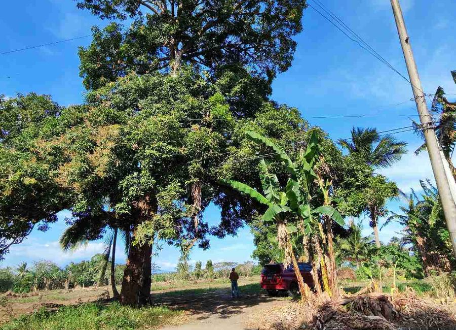 Marcial C. Punzalan Jr. Highway, San Juan, Tiaong, 2nd District, Quezon